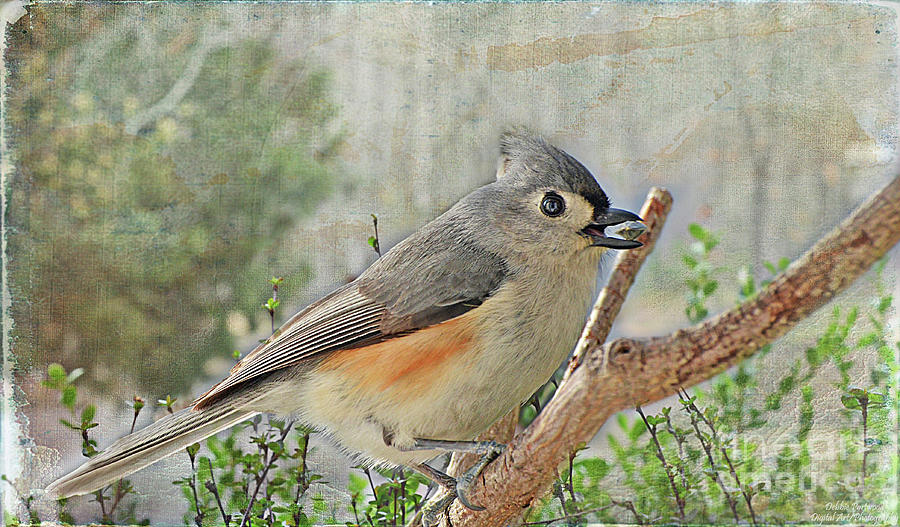 Tufted Titmouse with seed - new version Photograph by Debbie Portwood
