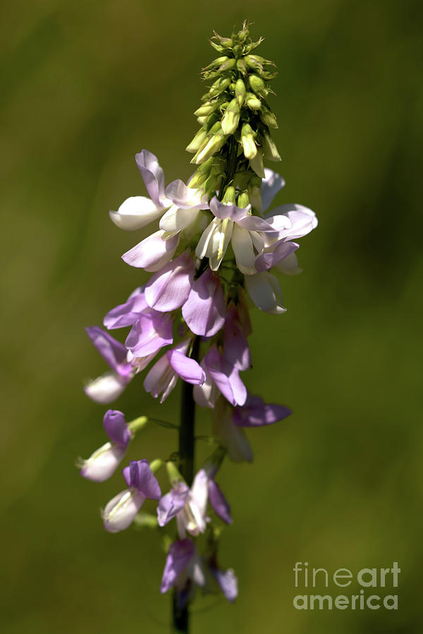 Tufted Vetch  Photograph by Stephen Melia