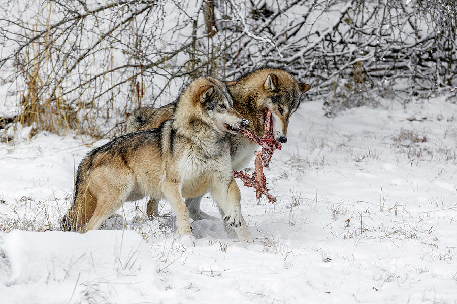 Tug Of War Photograph by Wes and Dotty Weber - Fine Art America