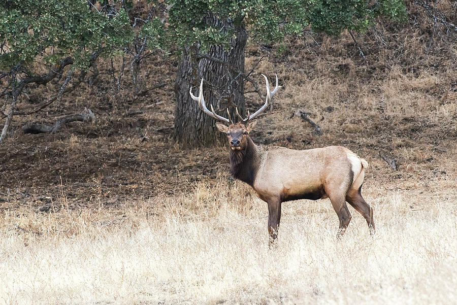 Tule bull elk Photograph by Mike Fusaro