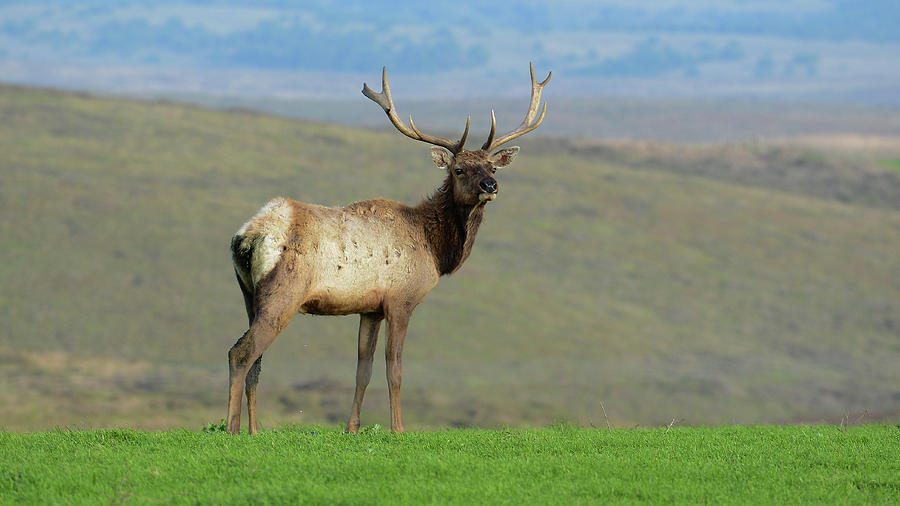 Tule Elk at Point Reyes, CA Photograph by John McGinty - Fine Art America