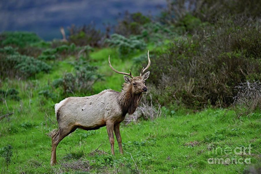 Tule Elk - Bull Photograph by Amazing Action Photo Video