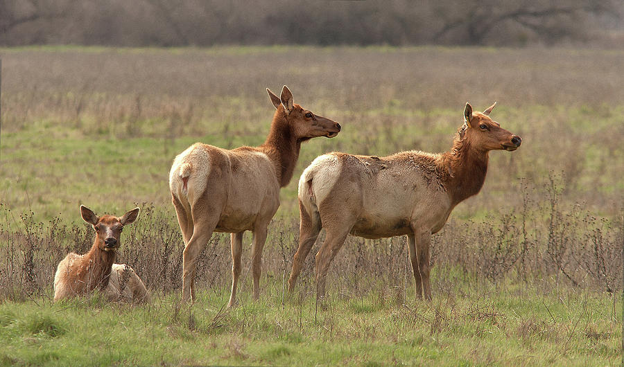 Tule elk cows Photograph by Floyd Hopper