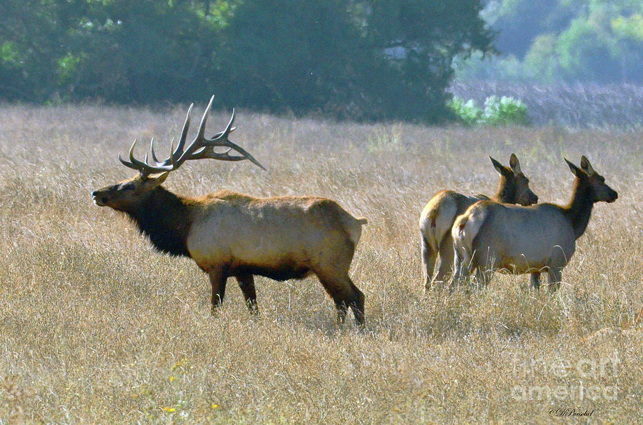 Tule Elk Photograph by Debby Pueschel