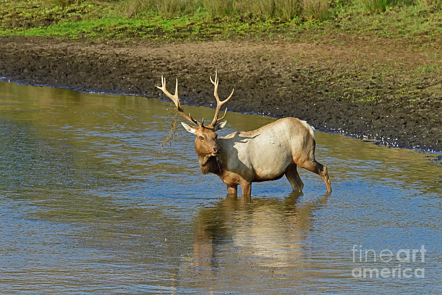 Tule Elk - Down for Drink Photograph by Amazing Action Photo Video