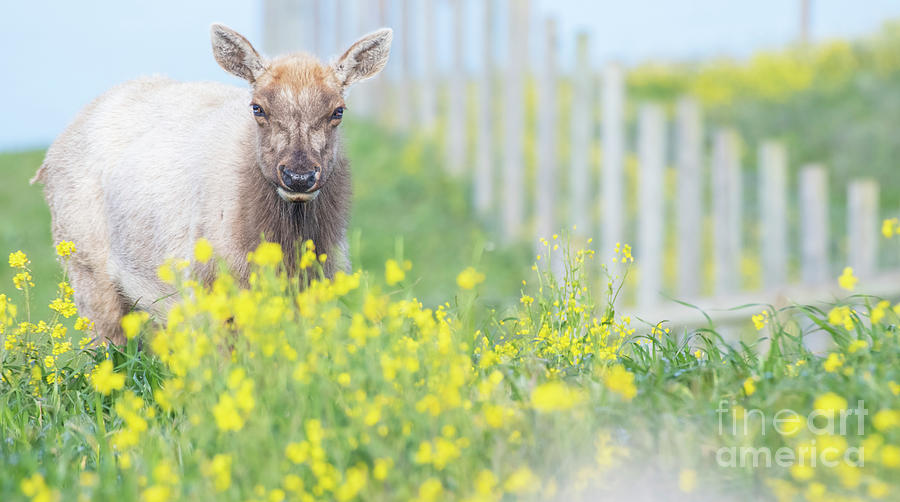 Tule Elk in a field of flowers Photograph by Jami Bollschweiler