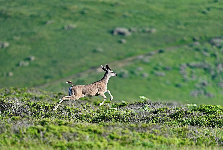 Black-tailed Deer in the Air - Tomales Point, Point Reyes National Seashore  Photograph by Amazing Action Photo Video