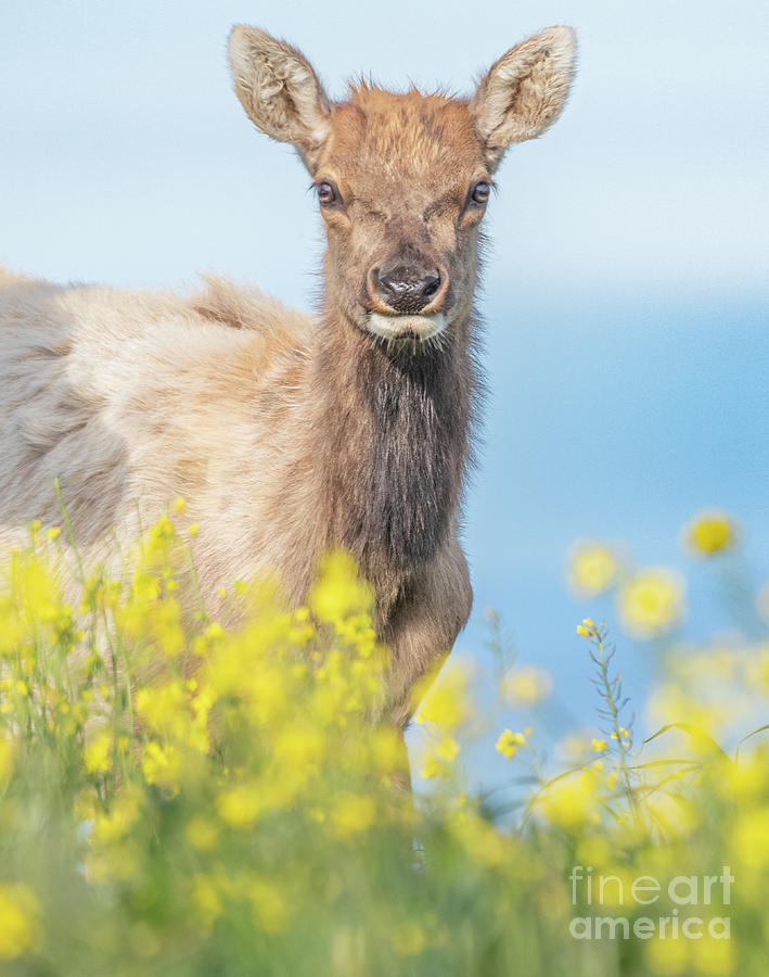 Tule Elk Photograph by Jami Bollschweiler