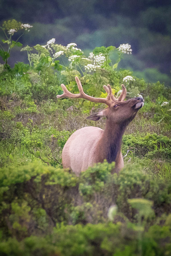 Tule Elk Smelling the Fresh Air Photograph by Erin K Images