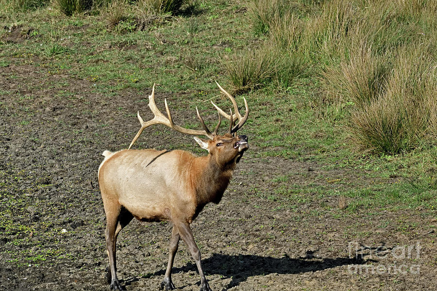 Tule Elk smiling with a BIG grin Photograph by Amazing Action Photo Video