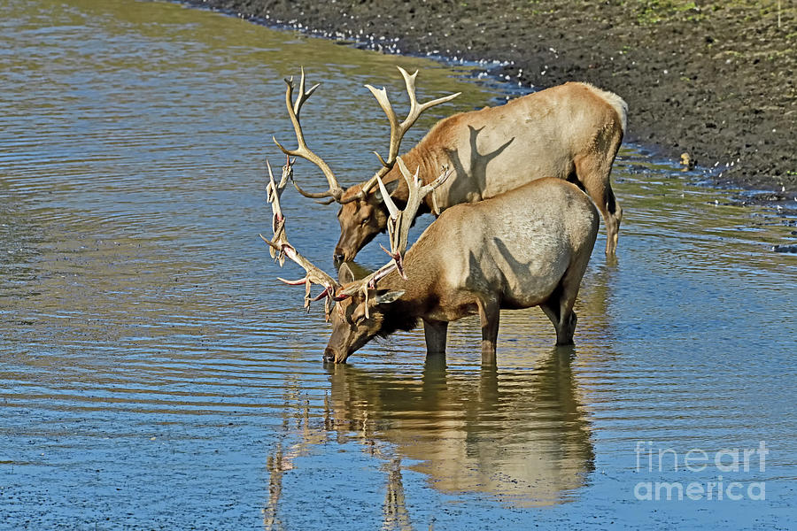 Tule Elk - The Two Brothers Photograph by Amazing Action Photo Video