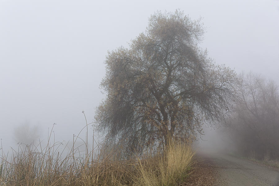 Tule Fog on a Winter Road  Photograph by Kathleen Bishop