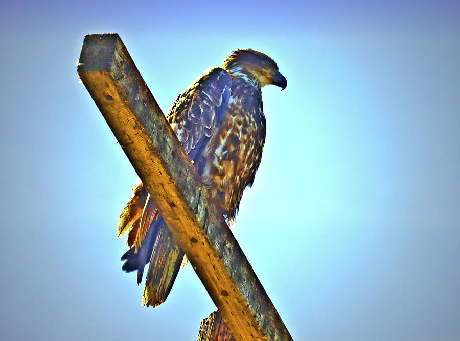 Tule Lake Golden Eagle Photograph by Joyce Dickens
