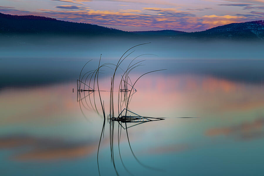 Tule Reflections Photograph by Mike Lee