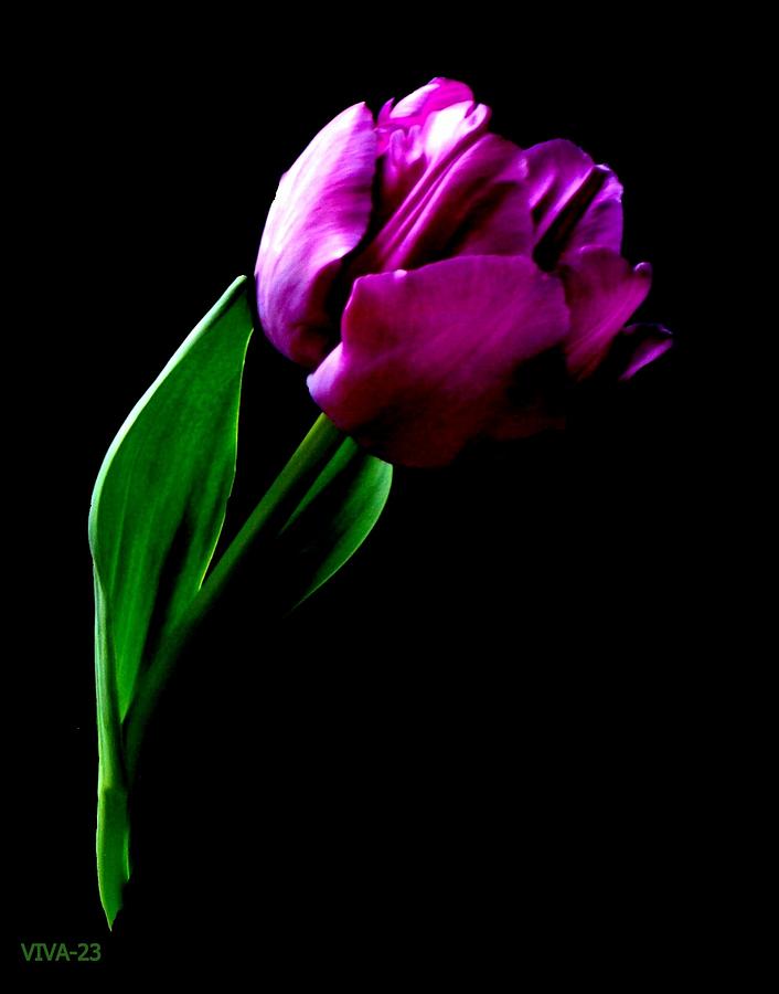 Tulip  -  Beautiful Photograph by VIVA Anderson