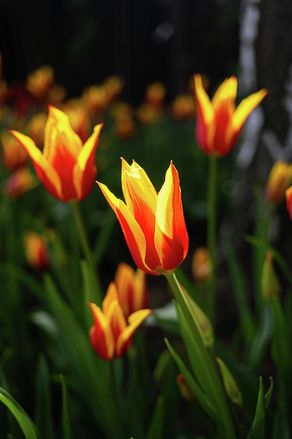 Tulip 1 Photograph by Gary Skiff