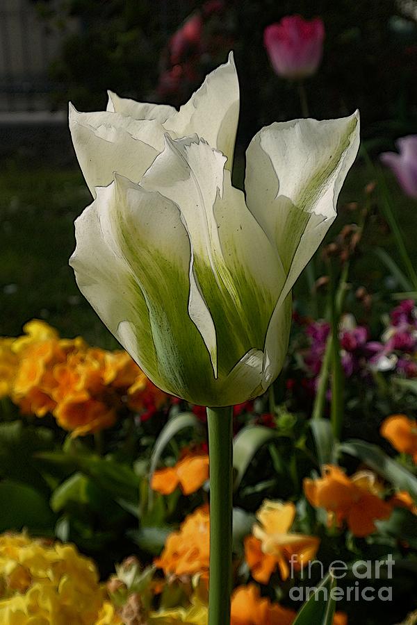 Tulip 12 Photograph by Jean Bernard Roussilhe
