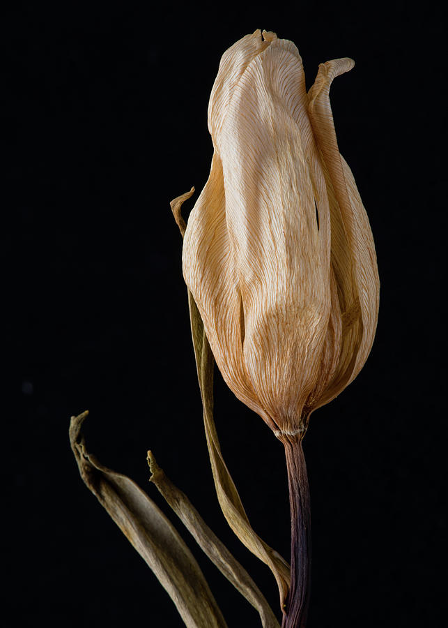 Tulip #2 Photograph by Bryan Rierson