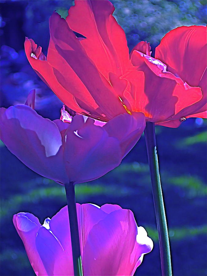 Tulip 3 Photograph by Pamela Cooper