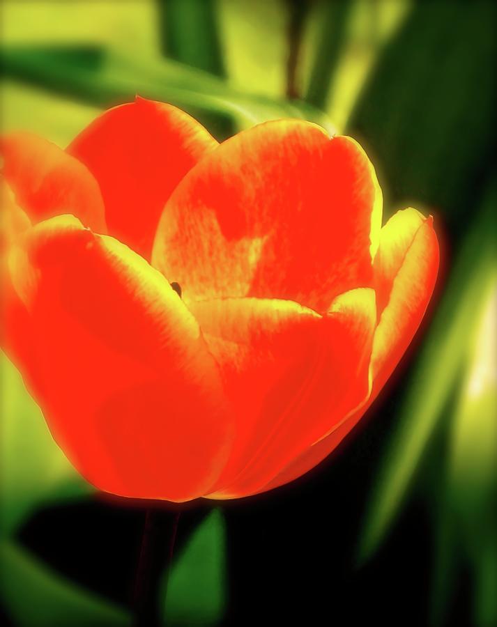 Tulip 32 Photograph by Pamela Cooper
