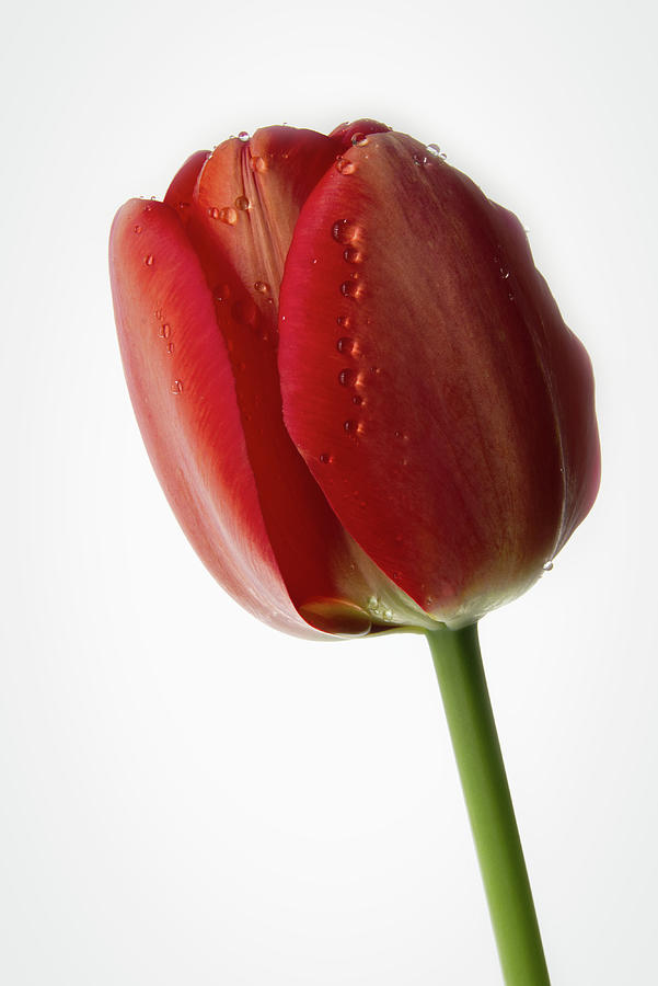 Tulip 4 Photograph by Richard Rizzo