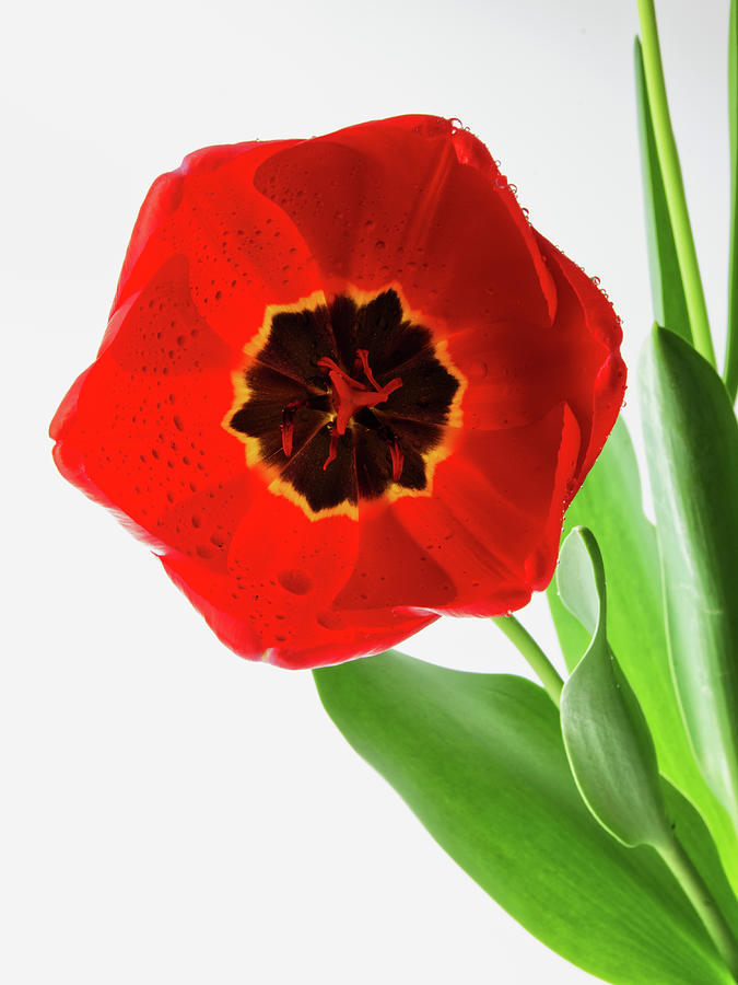 Tulip 5 Photograph by Richard Rizzo