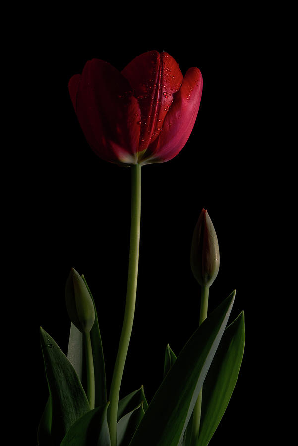 Tulip 6 Photograph by Richard Rizzo
