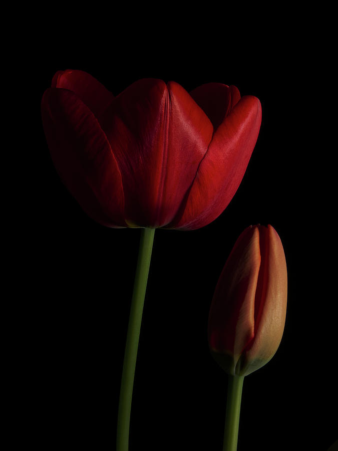 Tulip 7 Photograph by Richard Rizzo