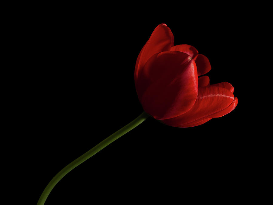 Tulip 8 Photograph by Richard Rizzo