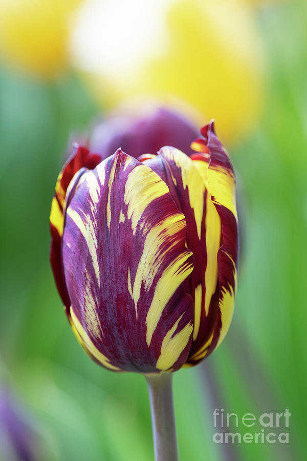 Tulip Absalon Flower Photograph by Tim Gainey