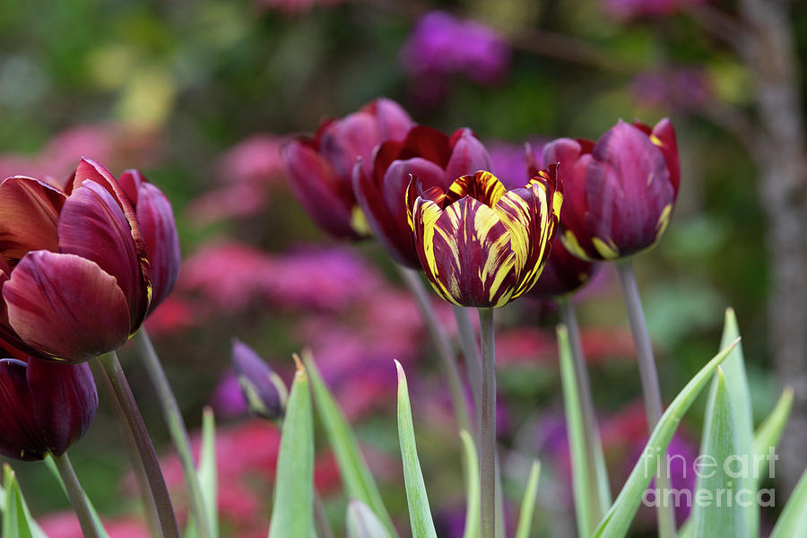 Tulip Absalon  Photograph by Tim Gainey