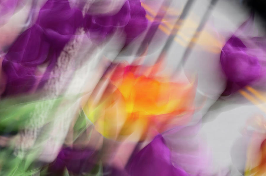 Tulip Abstract Photograph by Alan Bland