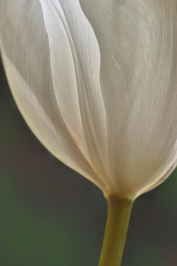Tulip Abstract Photograph by Carol Eade