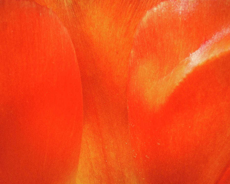 Tulip Abstract Photograph by David Coblitz
