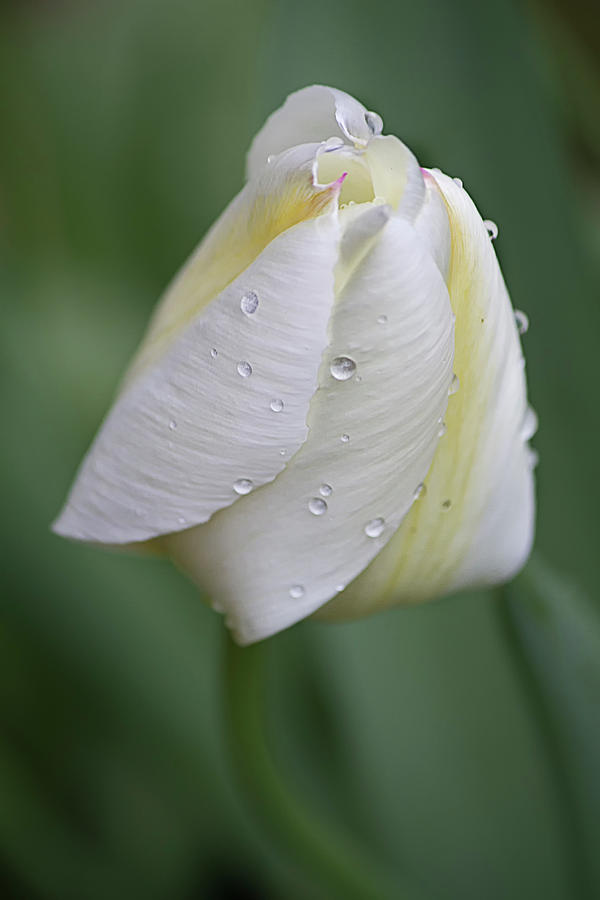 Tulip after the rain Photograph by Shirley Mitchell