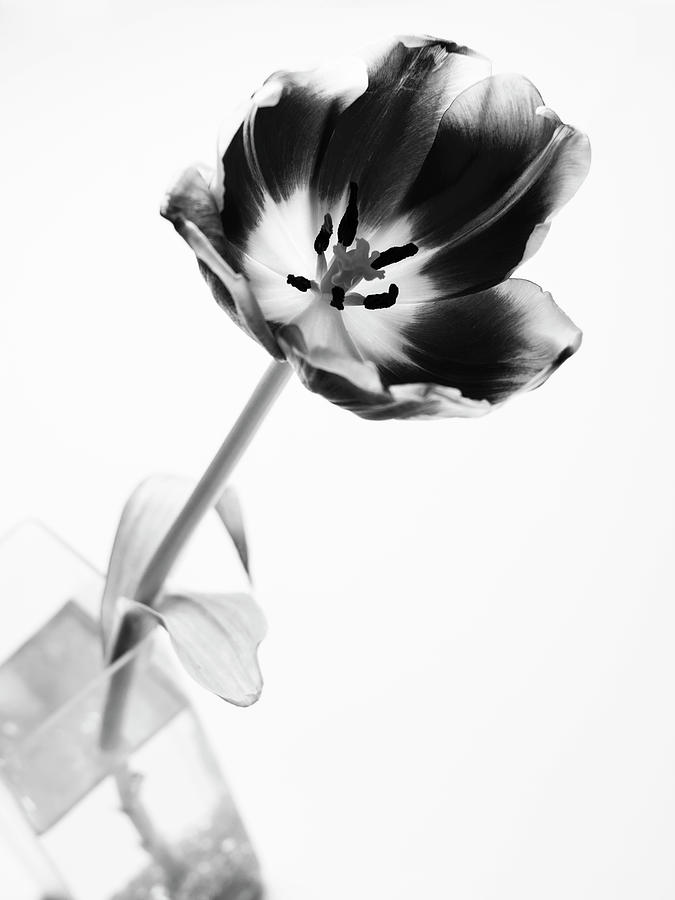 Tulip Photograph by Al Fio Bonina