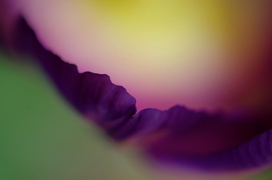 Tulip by Amanda Rimmer Tulip by Amanda Rimmer