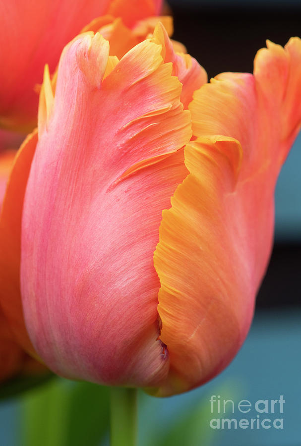 Tulip Amazing Parrot Flower  Photograph by Tim Gainey