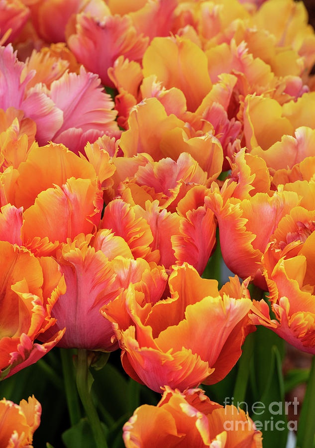 Tulip Amazing Parrot Flowers in Spring  Photograph by Tim Gainey