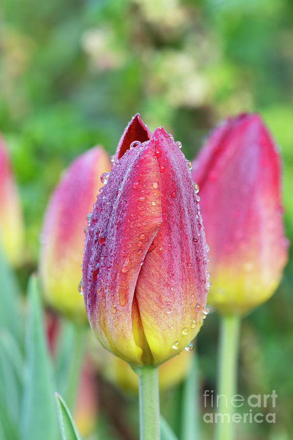 Tulip Amber Glow Flower after the Rain Photograph by Tim Gainey