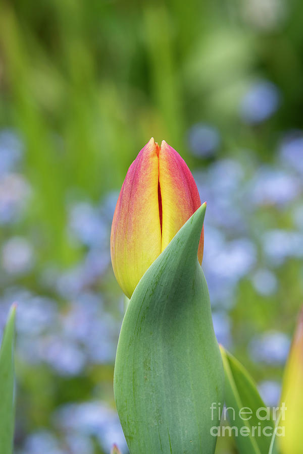 Tulip Amber Glow Flower in Spring Photograph by Tim Gainey