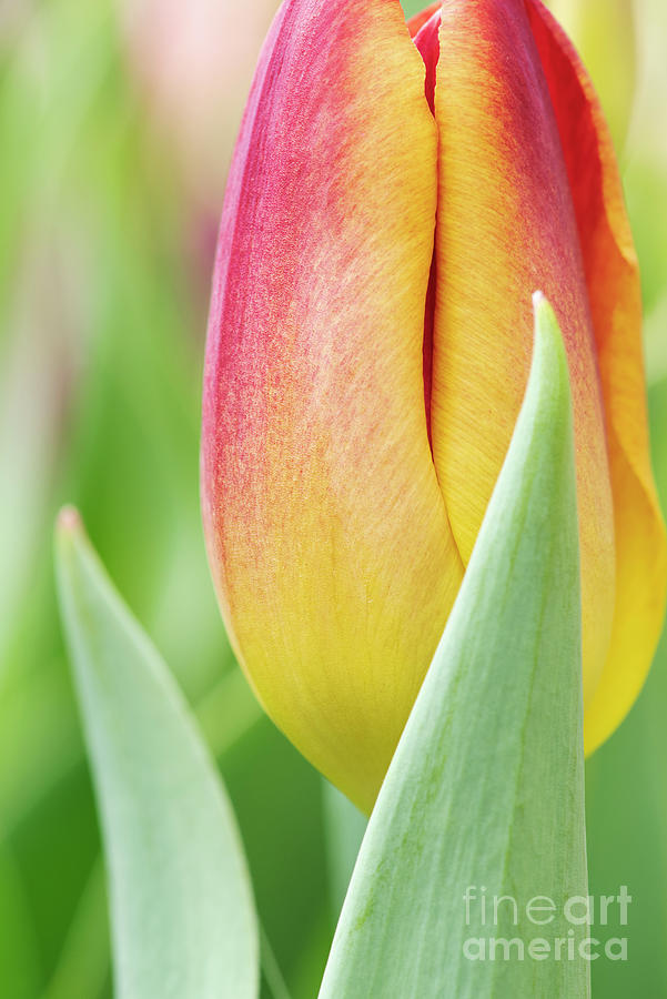 Tulip Amber Glow Photograph by Tim Gainey