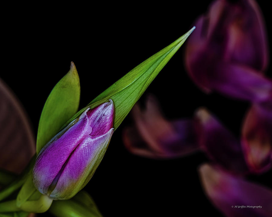 Tulip and Petals Photograph by Al Griffin