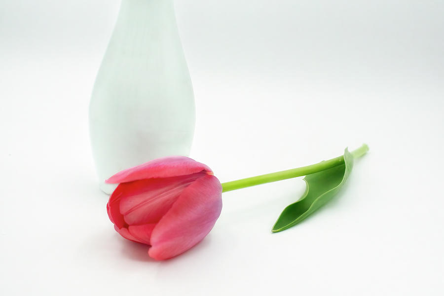Tulip and Vase Photograph by Nikolyn McDonald