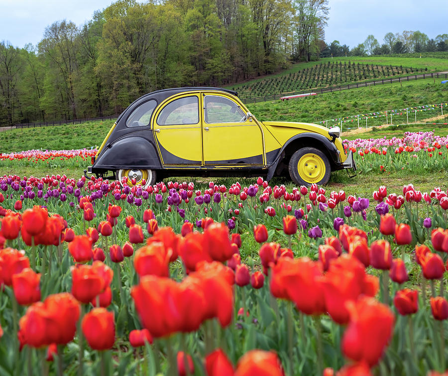 Tulip and VW, Granville Ohio Photograph by Arthur Oleary