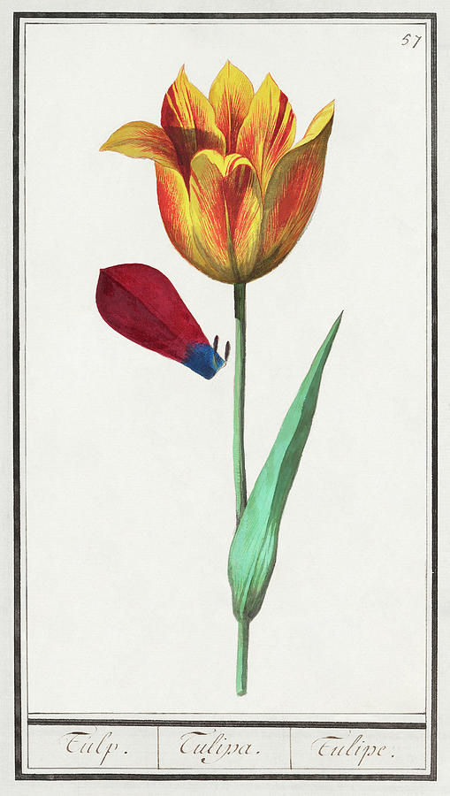 Tulip Mixed Media by World Art Collective