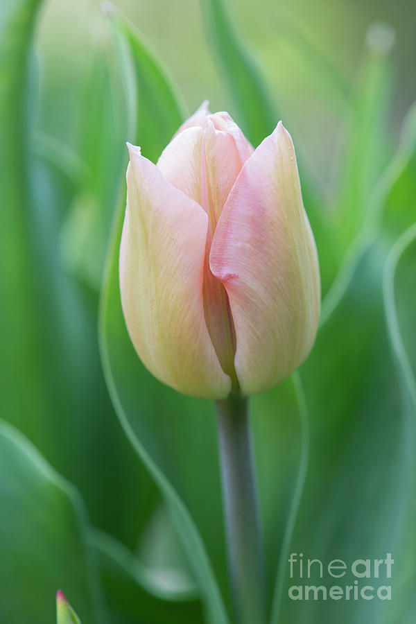 Tulip Apricot Beauty Photograph by Tim Gainey
