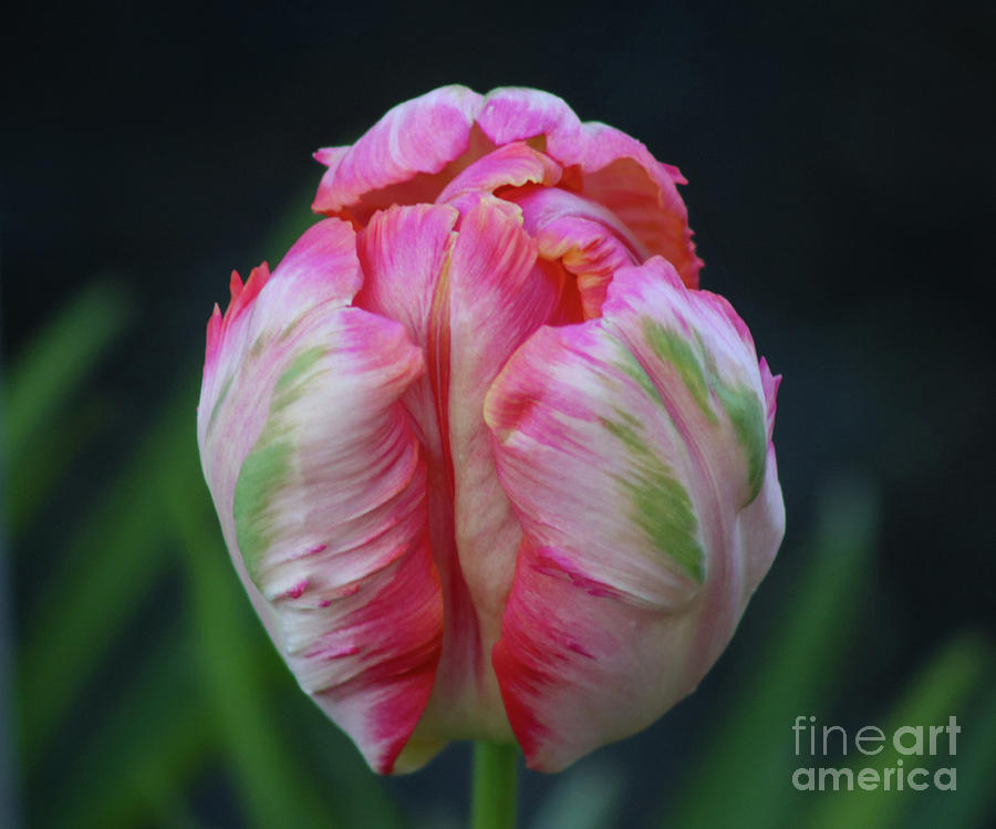 Tulip Photograph by Ash Nirale