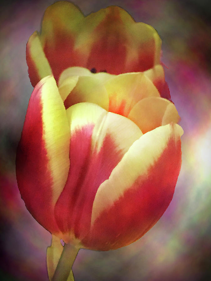 Tulip Aura Digital Art by Renette Coachman