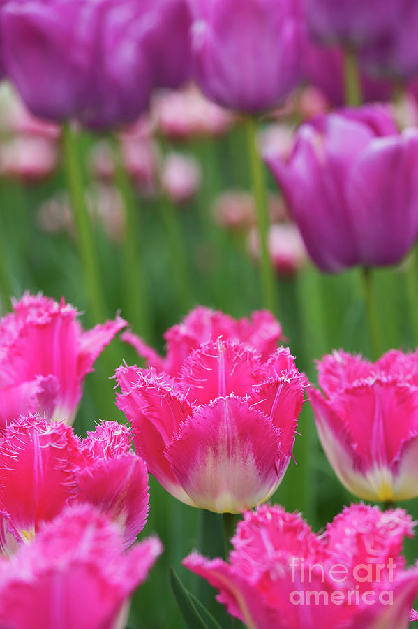 Tulip Auxerre Flowers Photograph by Tim Gainey